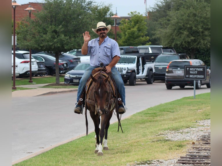 American Quarter Horse Gelding 4 years 14,1 hh Bay in Stephenville TX