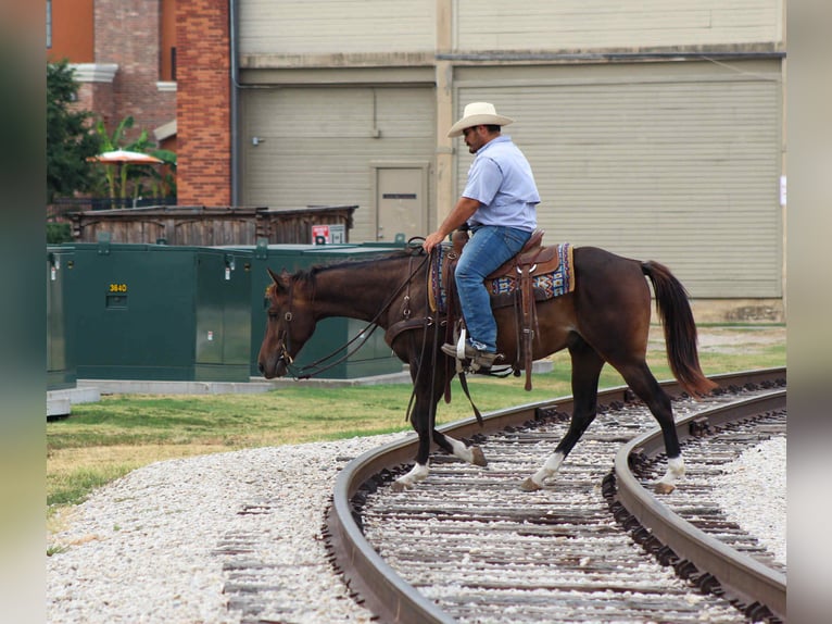 American Quarter Horse Gelding 4 years 14,1 hh Bay in Stephenville TX