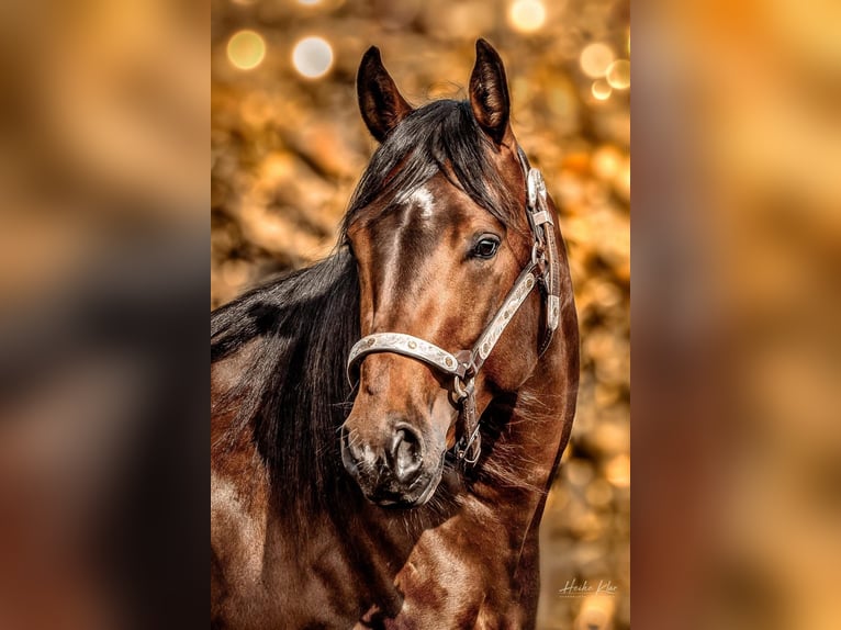 American Quarter Horse Gelding 4 years 14,1 hh Brown in Laubach