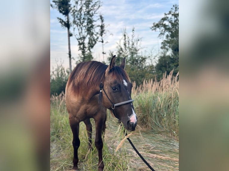 American Quarter Horse Gelding 4 years 14,1 hh Grullo in Amstetten