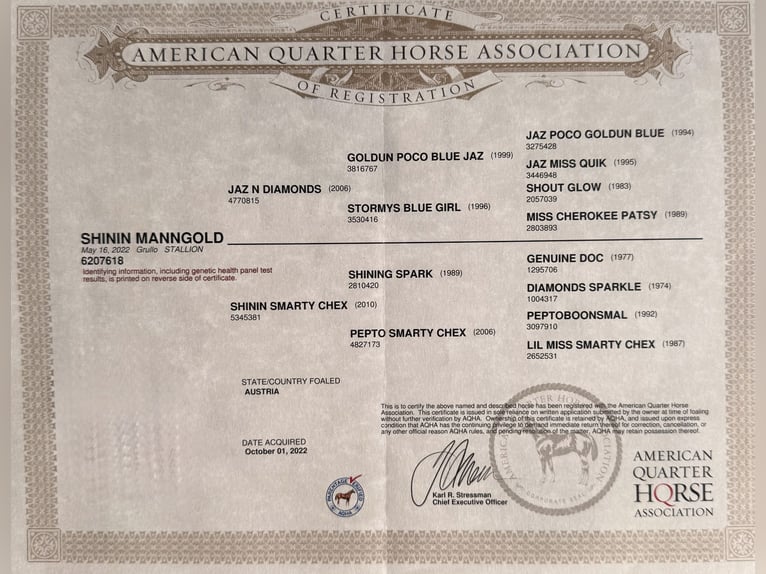 American Quarter Horse Gelding 4 years 14,1 hh Grullo in Amstetten