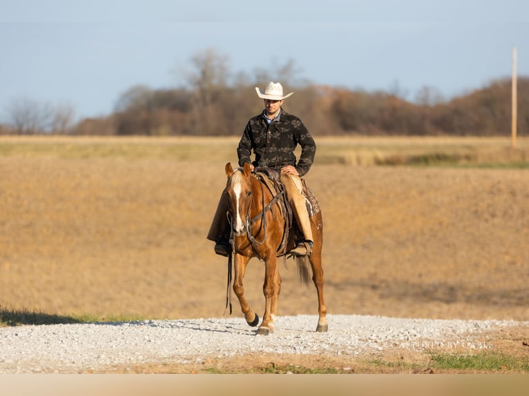 American Quarter Horse Gelding 4 years 14,1 hh Palomino in Lewistown