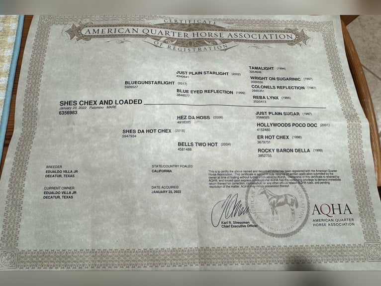 American Quarter Horse Gelding 4 years 14,1 hh Palomino in Stephenville TX