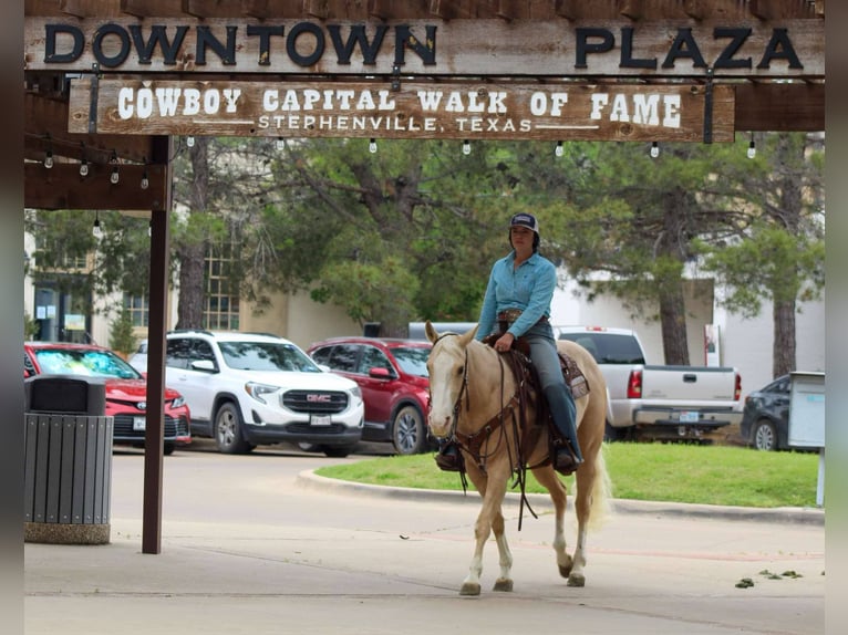 American Quarter Horse Gelding 4 years 14,1 hh Palomino in Stephenville TX