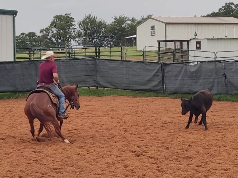 American Quarter Horse Gelding 4 years 14,1 hh Sorrel in Healdton, OK