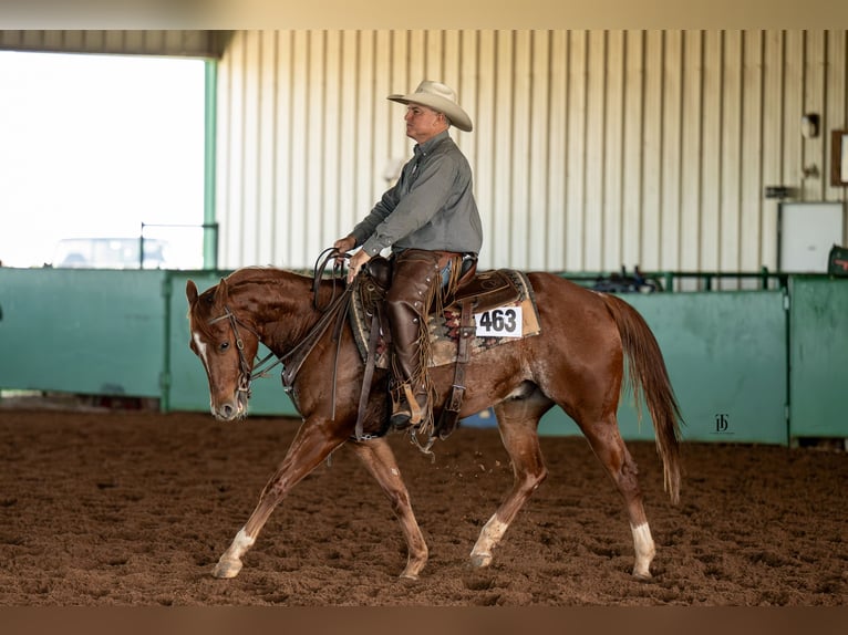 American Quarter Horse Gelding 4 years 14,1 hh Sorrel in Healdton, OK