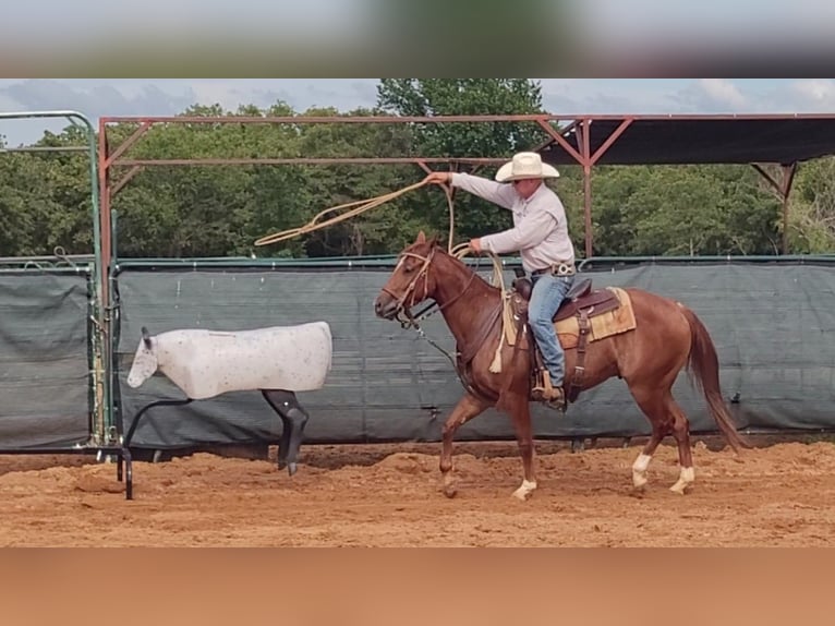 American Quarter Horse Gelding 4 years 14,1 hh Sorrel in Healdton, OK