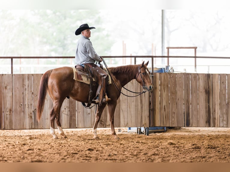 American Quarter Horse Gelding 4 years 14,1 hh Sorrel in Healdton, OK