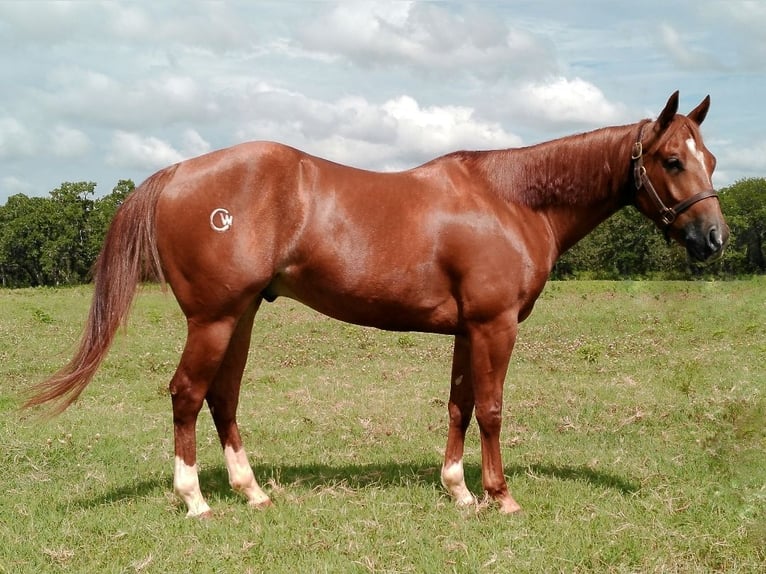 American Quarter Horse Gelding 4 years 14,1 hh Sorrel in Healdton, OK