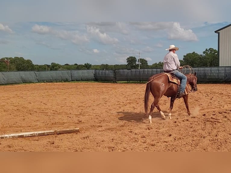 American Quarter Horse Gelding 4 years 14,1 hh Sorrel in Healdton, OK