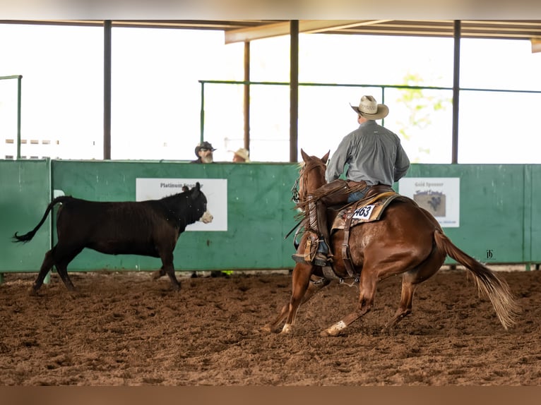 American Quarter Horse Gelding 4 years 14,1 hh Sorrel in Healdton, OK
