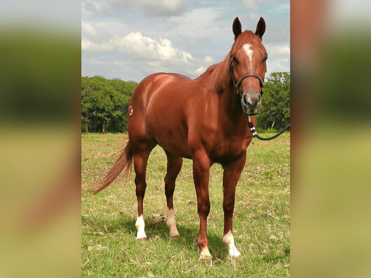 American Quarter Horse Gelding 4 years 14,1 hh Sorrel in Healdton, OK