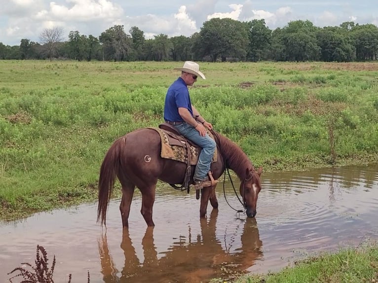 American Quarter Horse Gelding 4 years 14,1 hh Sorrel in Healdton, OK