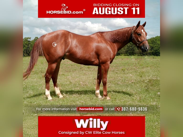 American Quarter Horse Gelding 4 years 14,1 hh Sorrel in Healdton, OK