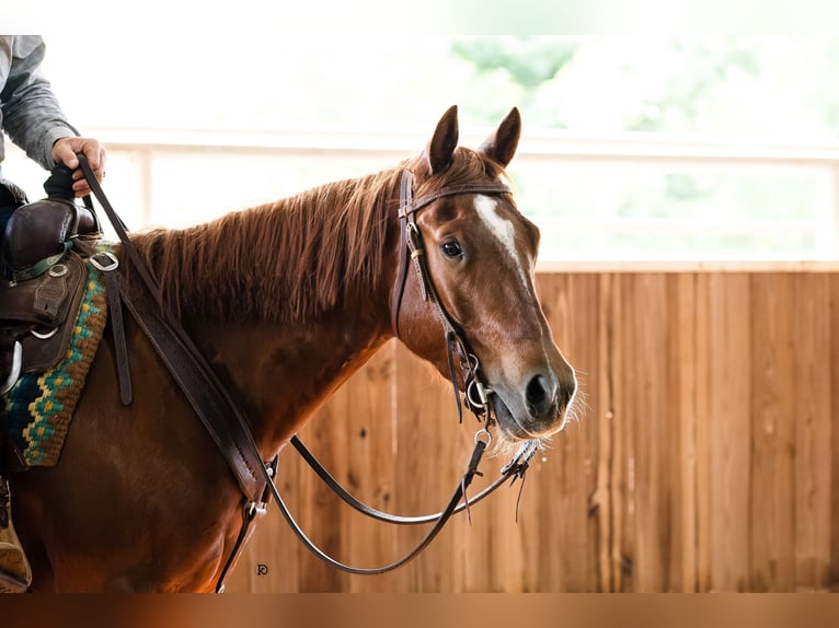 American Quarter Horse Gelding 4 years 14,1 hh Sorrel in Healdton, OK