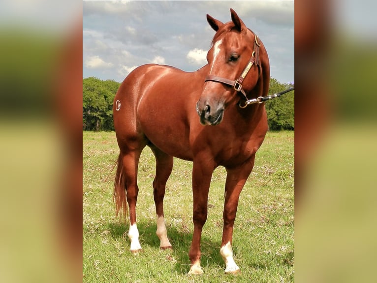American Quarter Horse Gelding 4 years 14,1 hh Sorrel in Healdton, OK
