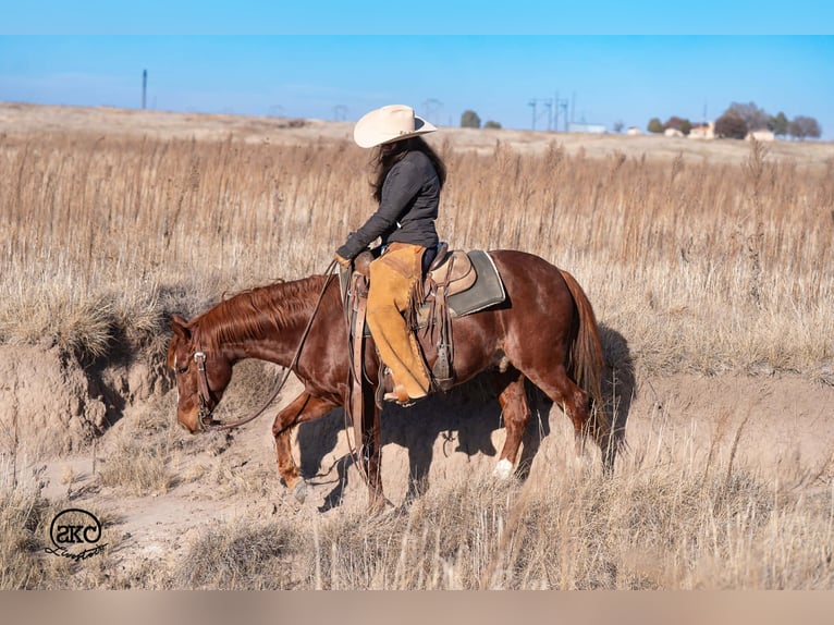 American Quarter Horse Gelding 4 years 14,1 hh Sorrel in Canyon