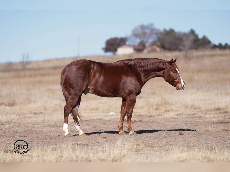 American Quarter Horse Gelding 4 years 14,1 hh Sorrel in Canyon
