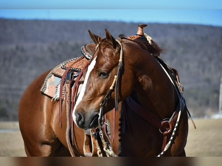 American Quarter Horse Gelding 4 years 14,1 hh Sorrel in Rebersburg