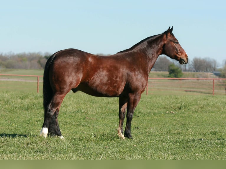 American Quarter Horse Gelding 4 years 14,2 hh Bay in Verona