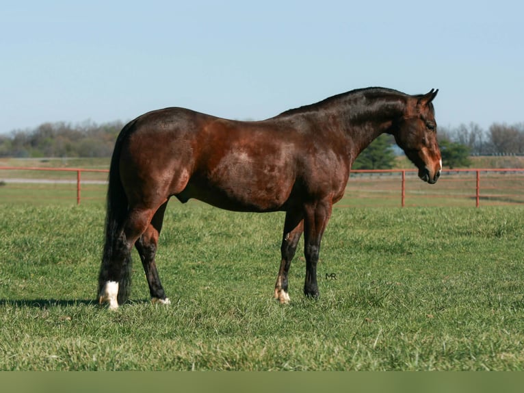 American Quarter Horse Gelding 4 years 14,2 hh Bay in Verona