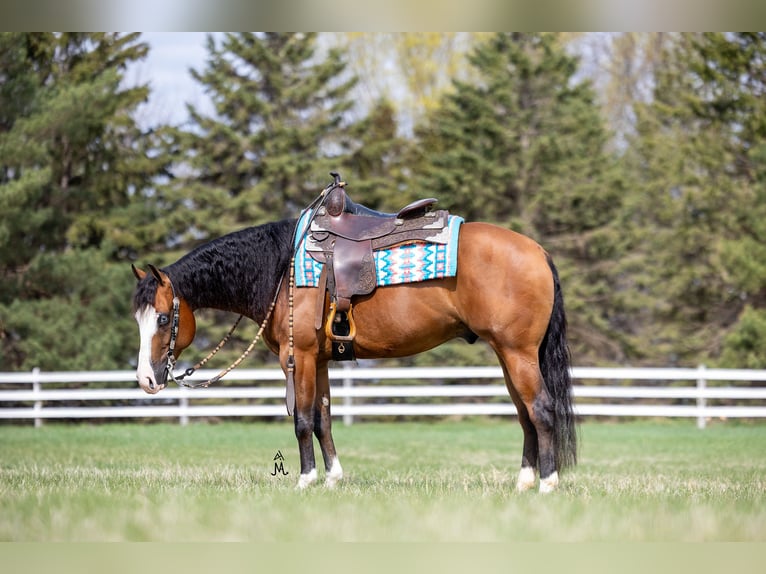 American Quarter Horse Gelding 4 years 14,2 hh Bay in Cottage Grove, MN