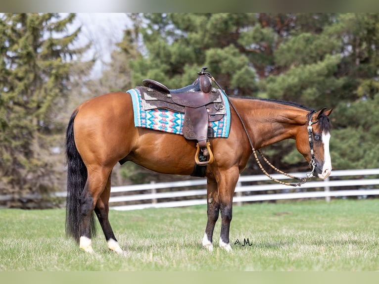 American Quarter Horse Gelding 4 years 14,2 hh Bay in Cottage Grove, MN