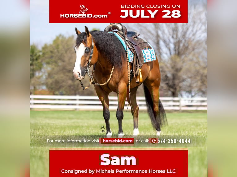 American Quarter Horse Gelding 4 years 14,2 hh Bay in Cottage Grove, MN