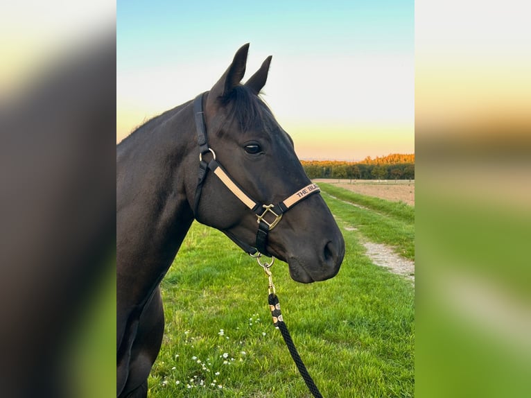 American Quarter Horse Gelding 4 years 14,2 hh Black in Hürtgenwald