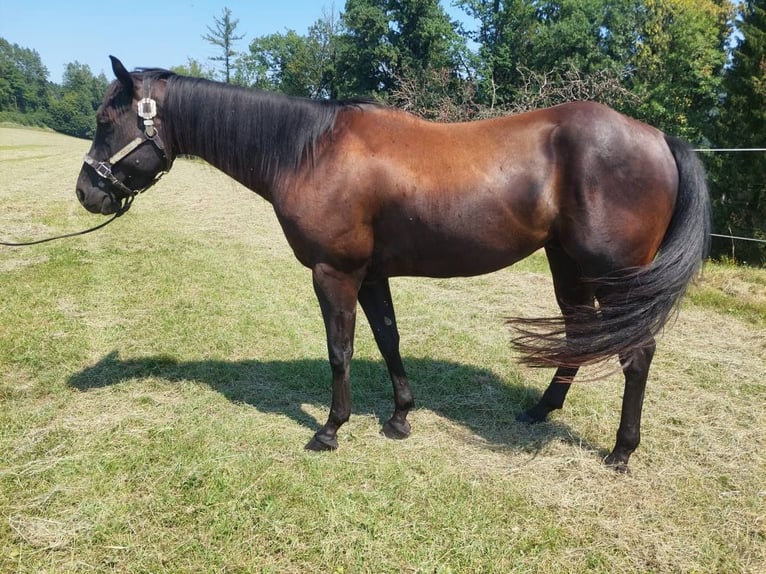 American Quarter Horse Gelding 4 years 14,2 hh Black in Gratkorn