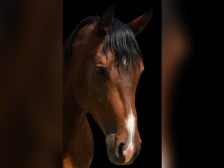 American Quarter Horse Gelding 4 years 14,2 hh Brown in Diemelstadt