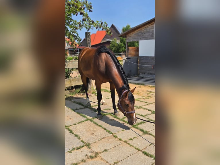 American Quarter Horse Gelding 4 years 14,2 hh Brown in Diemelstadt