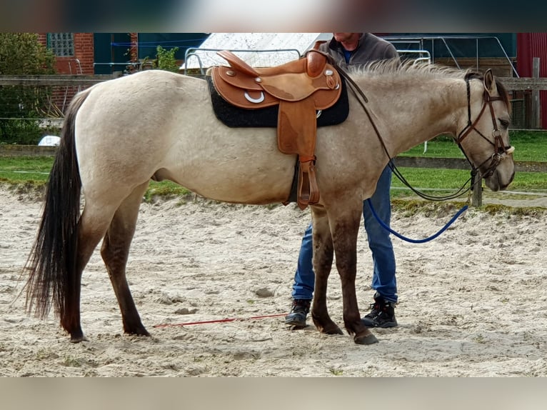 American Quarter Horse Gelding 4 years 14,2 hh Buckskin in Balge