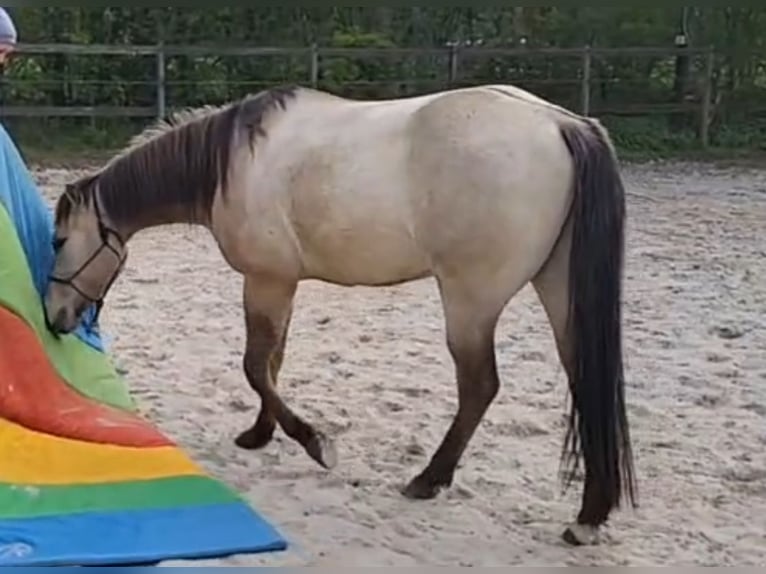 American Quarter Horse Gelding 4 years 14,2 hh Buckskin in Balge