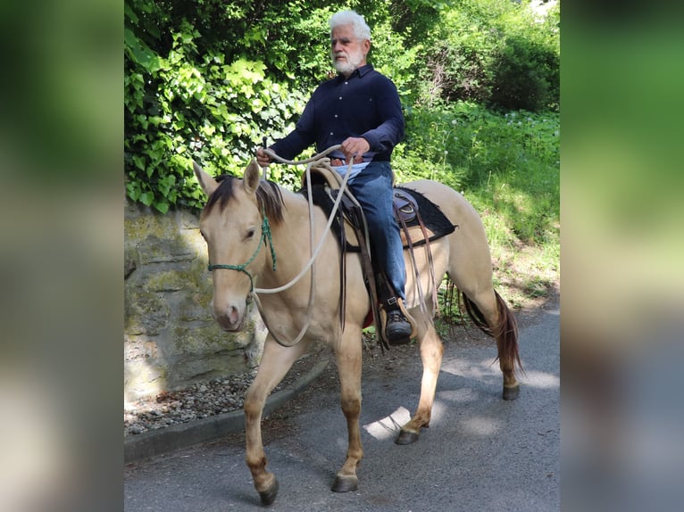 American Quarter Horse Gelding 4 years 14,2 hh Champagne in Müglitztal