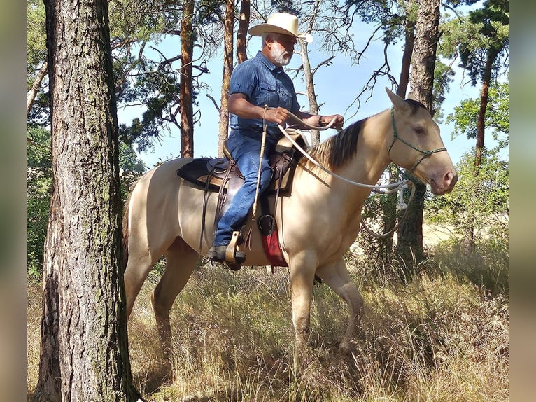 American Quarter Horse Gelding 4 years 14,2 hh Champagne in Müglitztal