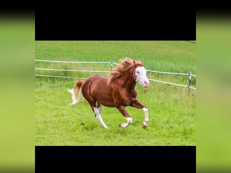 American Quarter Horse Gelding 4 years 14,2 hh Chestnut-Red in Bayerbach