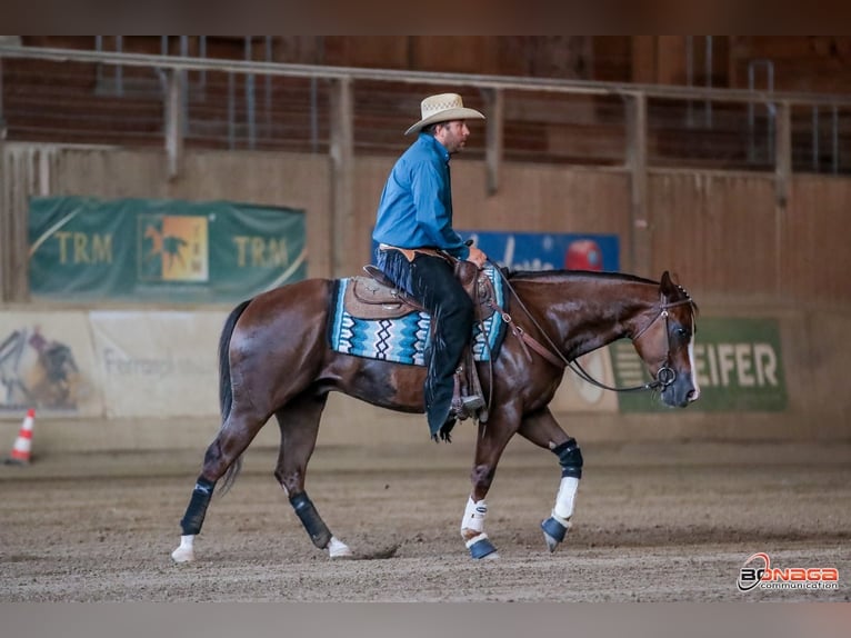 American Quarter Horse Gelding 4 years 14,2 hh Chestnut in San Fruttuoso