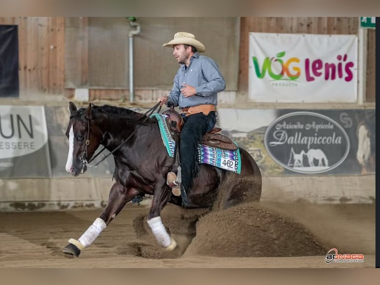 American Quarter Horse Gelding 4 years 14,2 hh Chestnut in San Fruttuoso