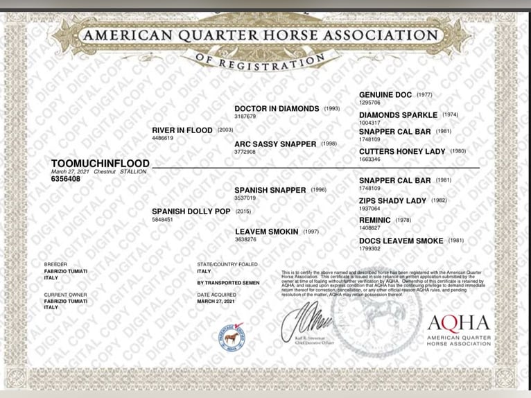 American Quarter Horse Gelding 4 years 14,2 hh Chestnut in San Fruttuoso