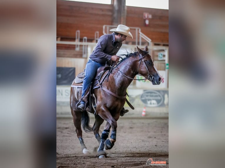 American Quarter Horse Gelding 4 years 14,2 hh Chestnut in San Fruttuoso