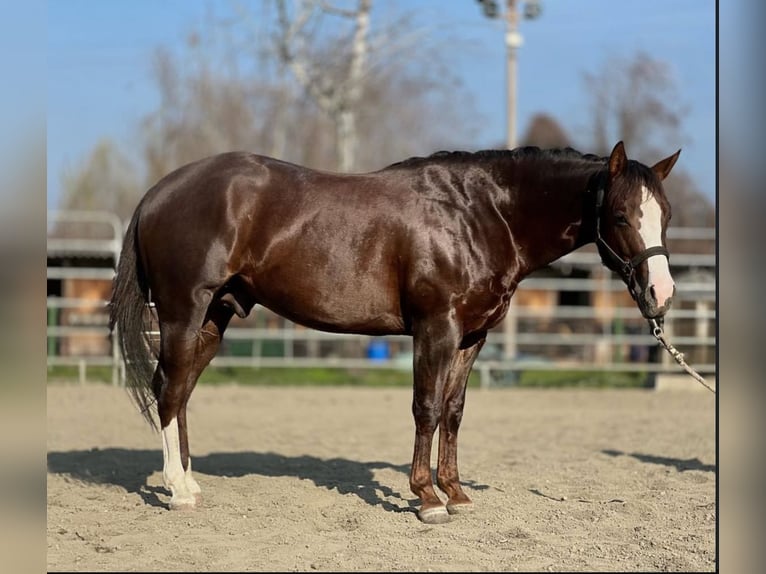 American Quarter Horse Gelding 4 years 14,2 hh Chestnut in San Fruttuoso