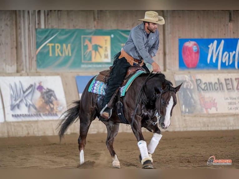American Quarter Horse Gelding 4 years 14,2 hh Chestnut in San Fruttuoso