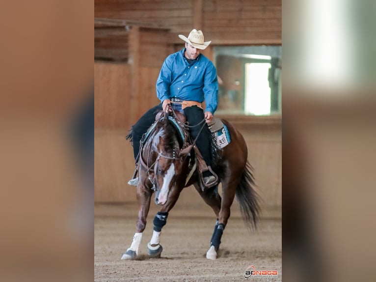 American Quarter Horse Gelding 4 years 14,2 hh Chestnut in San Fruttuoso