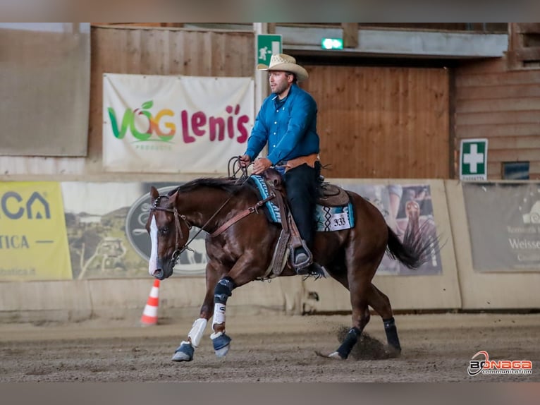 American Quarter Horse Gelding 4 years 14,2 hh Chestnut in San Fruttuoso