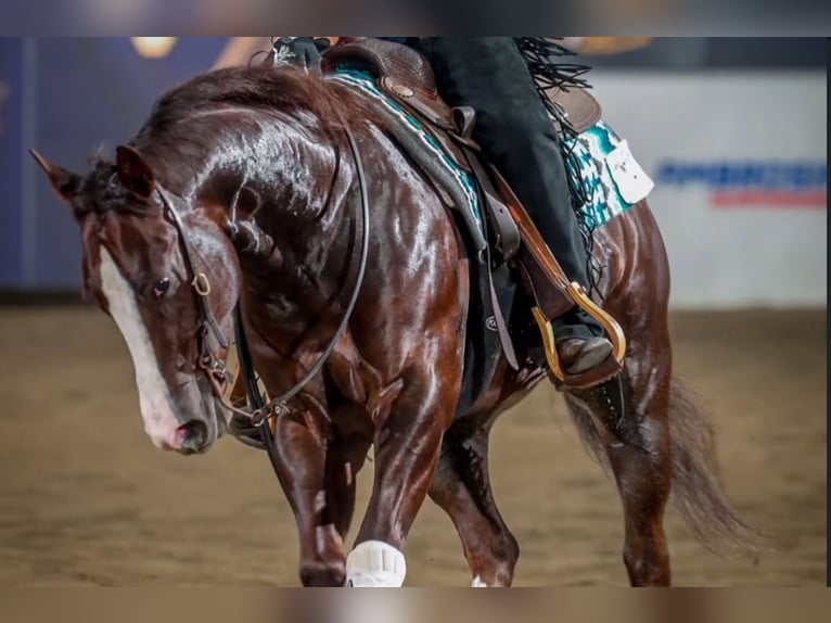 American Quarter Horse Gelding 4 years 14,2 hh Chestnut in San Fruttuoso