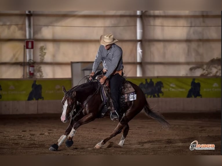 American Quarter Horse Gelding 4 years 14,2 hh Chestnut in San Fruttuoso