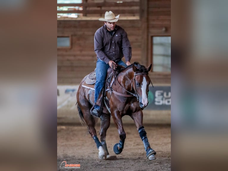American Quarter Horse Gelding 4 years 14,2 hh Chestnut in San Fruttuoso
