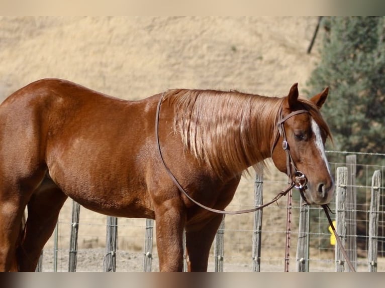 American Quarter Horse Gelding 4 years 14,2 hh Chestnut in King City CA