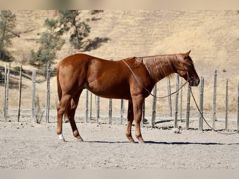 American Quarter Horse Gelding 4 years 14,2 hh Chestnut in King City CA